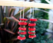 red jasper & turquoise disc earrings